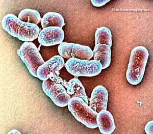 Бактерии, влияющие на рост злокачественных образований 