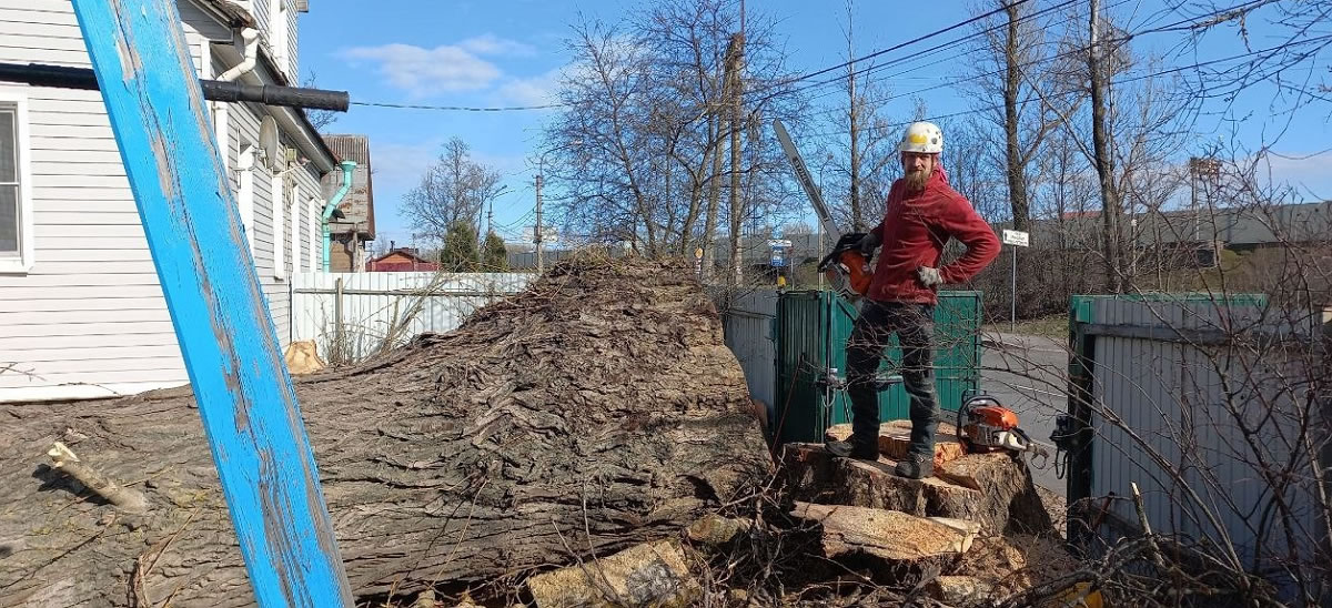 Валка дерева - ответственное и непростое задание.