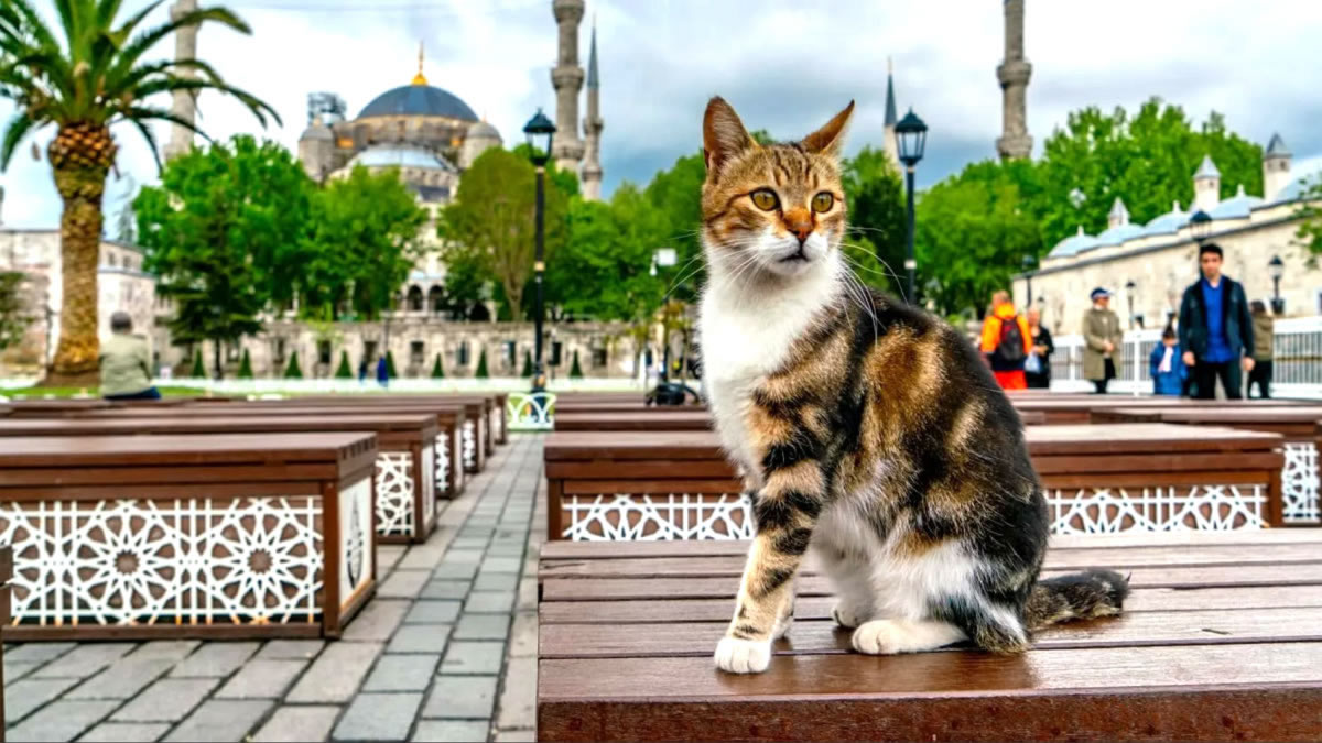 Беспородная дикая кошка в Турции
