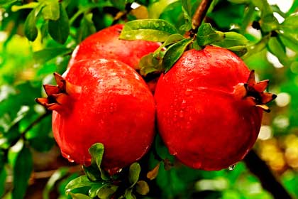 Гранат — уникальный фрукт для сохранения  здоровья и долголетия